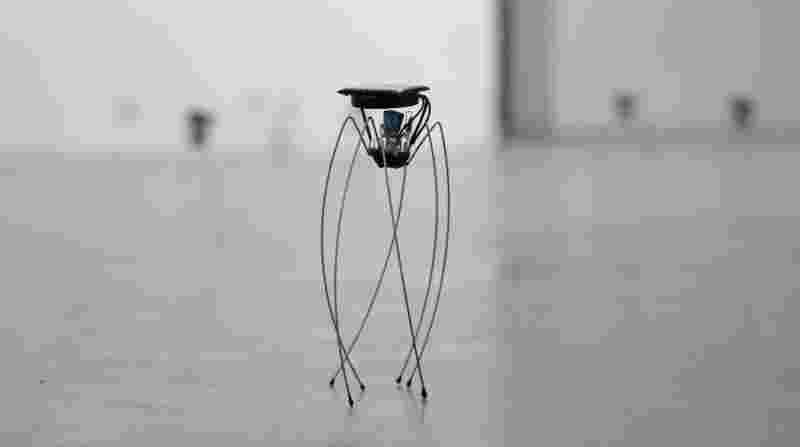 Daddy longlegs